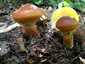 Sárga gyűrűstinóru (Suillus grevillei), Mátra